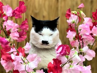 「春の恋愛運」爆上げの花は？ 形状、色、花言葉、伝説…見るからにハッピーで素敵！