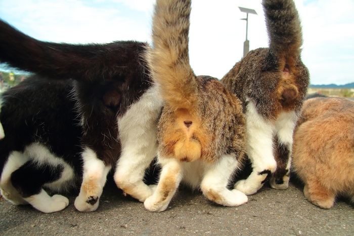 （写真:芳澤ルミ子）