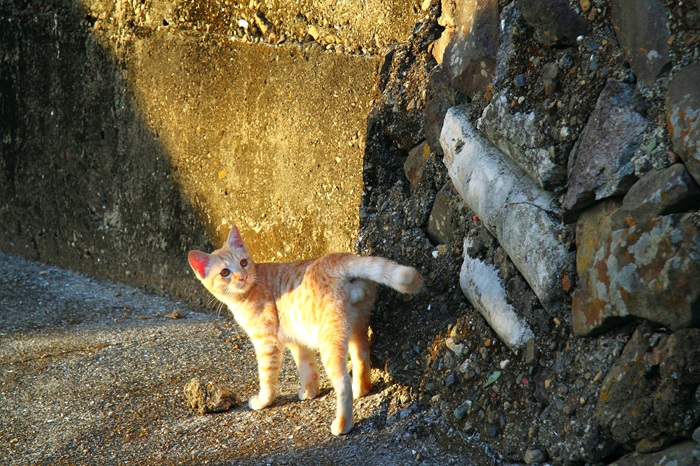 （写真:芳澤ルミ子）