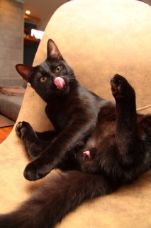 気高きプリンスが降臨！ 黒豹“たまたま”のお手入れは今日も完璧