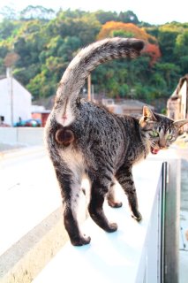 猫島の特設ステージにようこそ！ “たまたま”の華麗な見返りに惚れぼれ