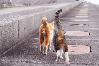 常に後方待機! 完璧フォルムの“たまたま”を愛でるマニアの悲しき運命