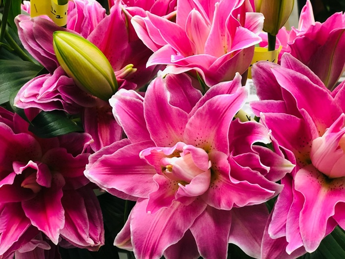 ユリの花もアンチエイジングに役立つ？／無断転載禁止（C）コクハク