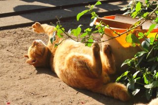（写真:芳澤ルミ子）