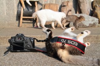 猫になりたい！ 春の訪れを教えてくれる自由奔放な“たまたま”8連発