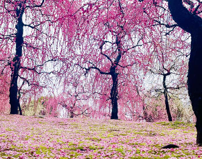先日、京都の「城南宮」で見た満開の枝垂れ梅。まるでおとぎ話の世界。雨の日だったけど、おかげで地面の苔が濡れて艶やかになり、美しさ100倍でした。（写真:フィッシュバーン真也子／無断転載禁止）