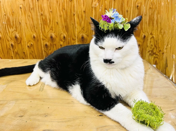 ワシは多分死なない気がする　byさぶ店長／無断転載禁止（C）コクハク