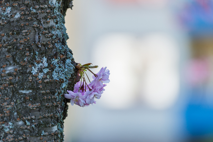 桜も寒そう（写真:iStock）