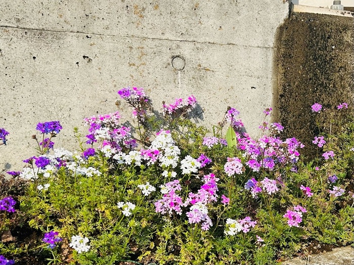 こんな場所に植えて平気？ な場所でもお元気ね／無断転載禁止（C）コクハク