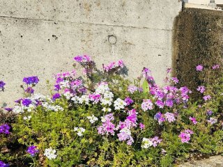 雑草対策にもなるよ！ ほっぽらかし園芸の超絶おすすめ草花は？【春植え付け編】