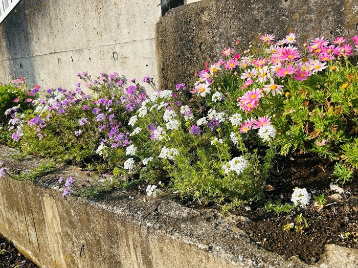 絶対に土なんて入れ替えてないよね？な場マーガレットと共にいるお元気よ／無断転載禁止（C）コクハク