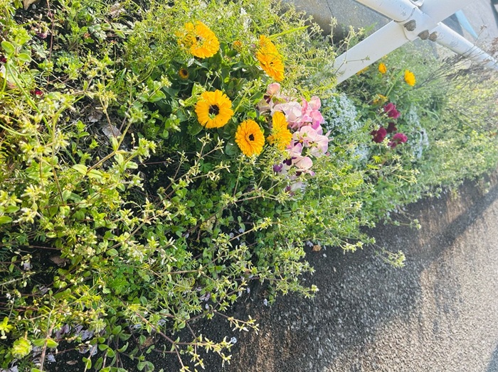 雑草がお元気な通常運転の歩道脇花壇／無断転載禁止（C）コクハク