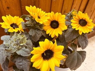 小さいけれどめっちゃタフ！ ヒマワリ界の超新星「サンフィニティ」ほっぽらかしでも100輪咲くよ