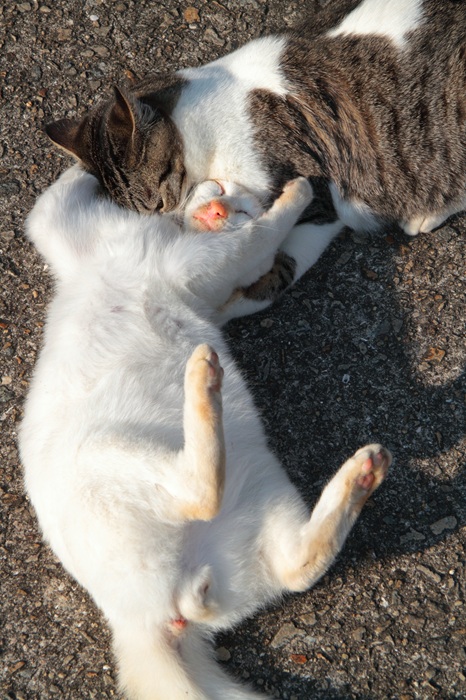 （写真:芳澤ルミ子）