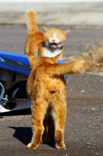 「猫島のアイドルは俺にゃ！」ニンゲンの寵愛をめぐり“たまたま”が大激突