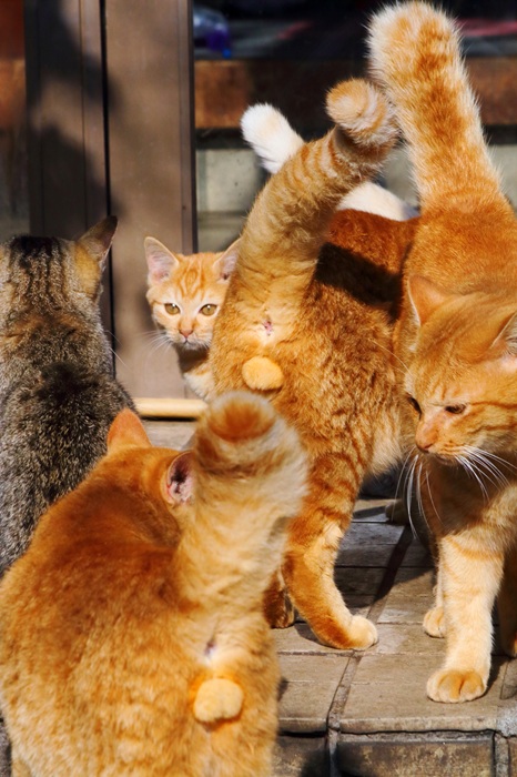 （写真:芳澤ルミ子）