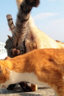 ツー“にゃんたま”撮影に成功!さらに茶色のイケ猫が…♡ 可愛いアクシデントあるある