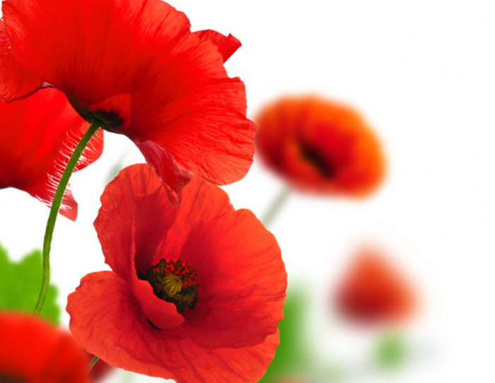 赤い花が守ってくれる（写真:iStock）