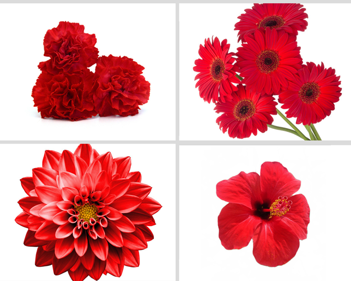 赤い花アレコレ（C）コクハク