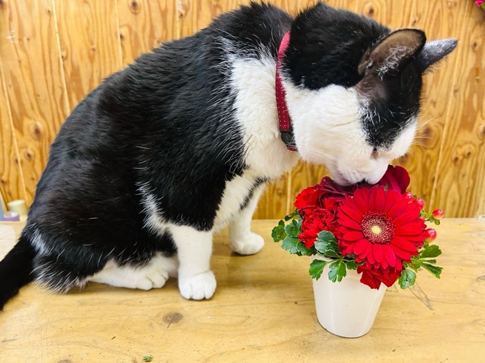 赤で興奮。野良猫を追いかけて久しぶりに走ってしまったわい byさぶ店長／無断転載禁止（C）コクハク