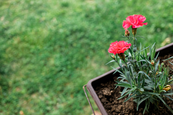 お外が大好き（写真:iStock）