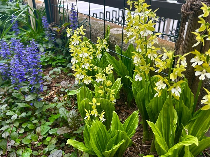 黄緑色のエビネが爽やか.紫色のアジュガもいいのよね／無断転載禁止（C）コクハク