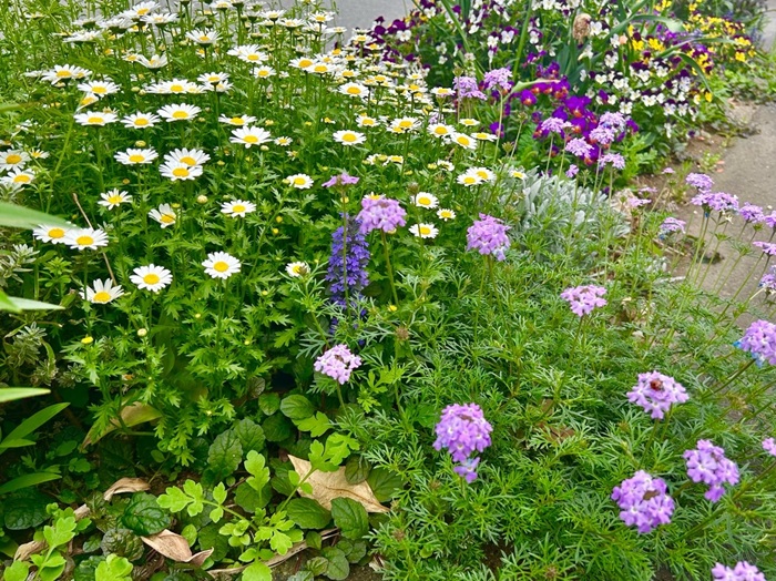 ほんとはもっとオススメしたいお花はいっぱいよ／無断転載禁止（C）コクハク