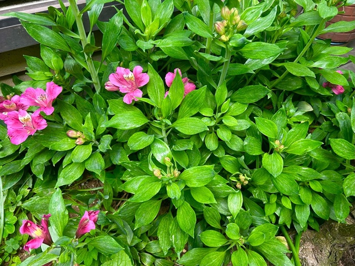 ドンドン増えてずーっと咲いてるアルストロメリア／無断転載禁止（C）コクハク