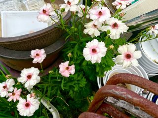 なんて経済的! タフでお得な花々5選。おしゃれ植物「ラックス」はゴミ捨て場でも美しく咲く