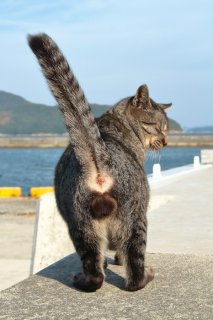 にゃんウェイでスーパーモデル発見！ ふかふか“たまたま”の存在感にキュン♡