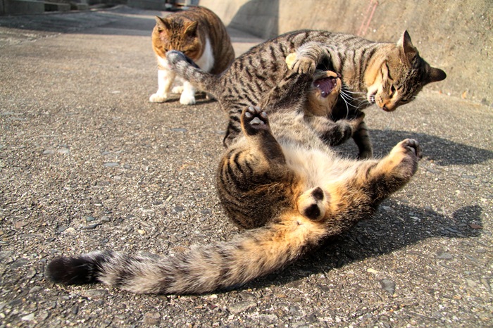 （写真:芳澤ルミ子）