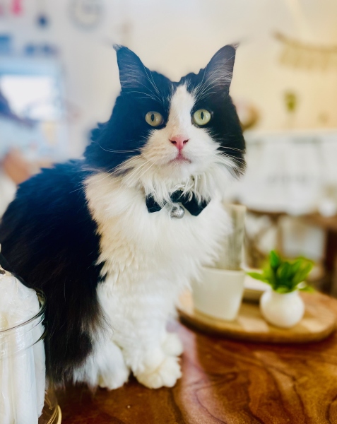 私の営む茶屋「だんで茶屋」での相棒、看板猫の「祭ちゃん」。お店ではお客様のテーブルの上に乗ったり、おもちゃで遊んでもらったり。最近は海外からも「祭ちゃん」指名でお客様がwww（写真：フィッシュバーン真也子／無断転載禁止）