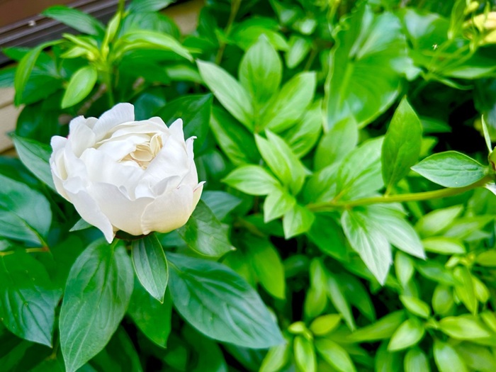 美人にもほどがある