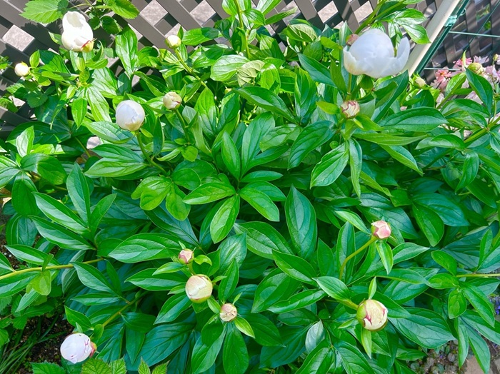 ドンドン咲いちゃう／無断転載禁止（C）コクハク