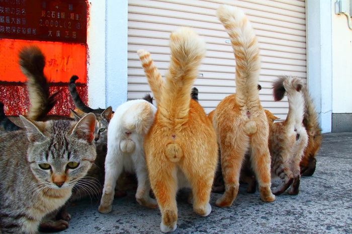 （写真:芳澤ルミ子）