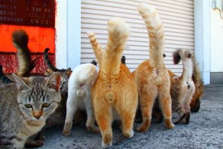 ありがたや！ 奇跡の“ニャンたま”ωωω三兄弟が勢揃い♡ ご利益たっぷり