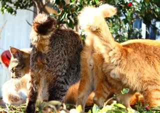 激レアな“たまたま”3連複！ 猫のお導きで最高な一日をスタートしましょ