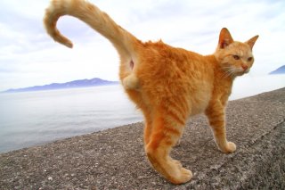 朝イチの奇跡! 国宝級の“たまたま”に感動。猫の完璧フォルムが美しい…