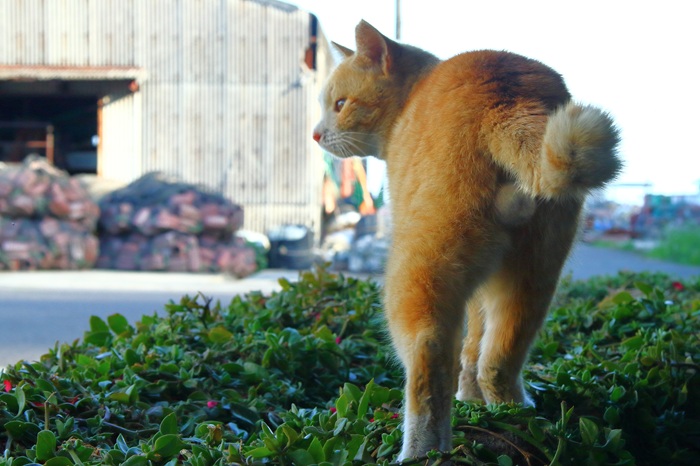 （写真:芳澤ルミ子）