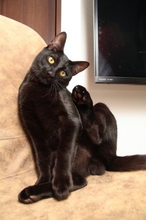 漆黒の猫プリンスが再降臨！ 気品溢れる“にゃんたま”ポーズの美しさよ