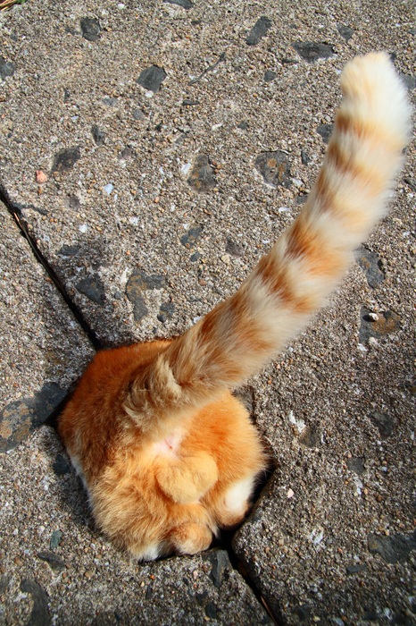 （写真:芳澤ルミ子）