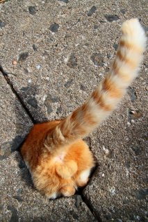 ねこ神様、地底の世界へ帰る…? “にゃんたま”丸見えのお姿に、はは~!