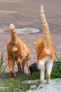 「ありがたく拝むがよい」眩しい“神たま”を見せつけるにゃんたま族をパチリ