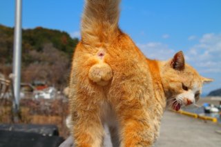 令和の王者・にゃん太郎の“たまたま”、この雄姿を見れるのは今だけ! 去勢避妊手術が始まる