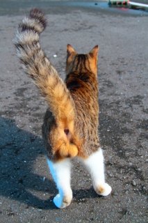 “神たま”のそば、羨ましいでしょ？ 進むたび揺れる「にゃんたま」をソッと撮るお仕事です