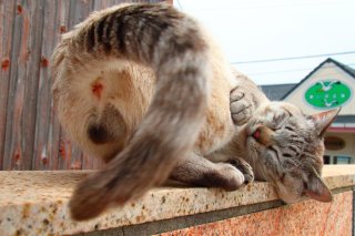 ゴロンする一瞬♡ 奇跡のモフモフ“にゃんたま”とプニプニ頬っぺが尊すぎる