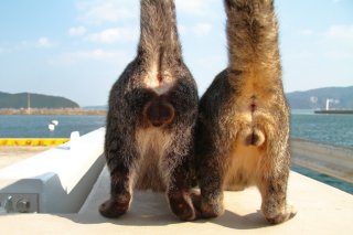 ありがたや~!モデル級“にゃんたま”から激レア3連複まで奇跡の9連発♡