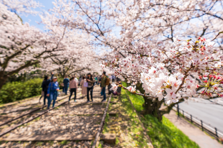 お花見を振り返ります（写真:iStock）