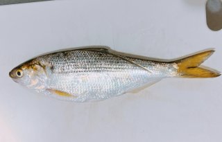 魚も加工アプリで艶やかに。