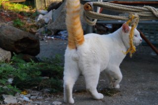 にゃんたま族はヒモが好き。誘惑に吸い寄せられて…この通り！